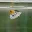 Plakat Marble Dot Female Betta F20