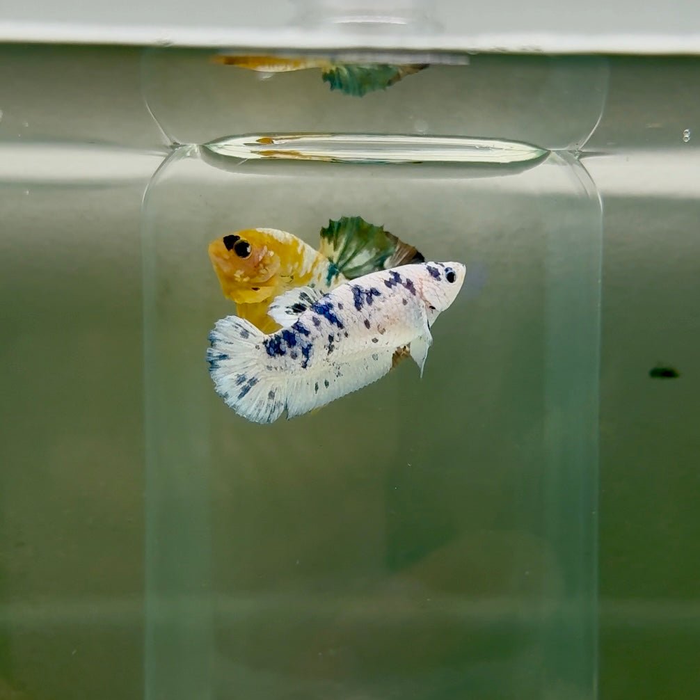 Plakat Marble Dot Female Betta F20
