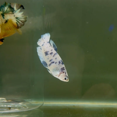 Plakat Marble Dot Female Betta F21