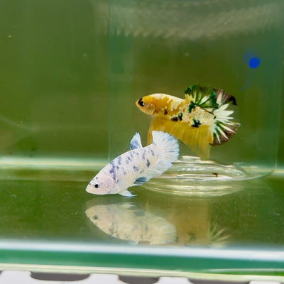 Plakat Marble Dot Female Betta F21