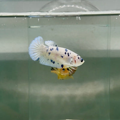 Plakat Marble Dot Female Betta F36