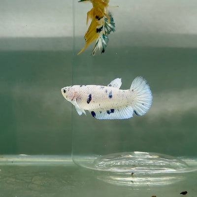 Plakat Marble Dot Female Betta F36