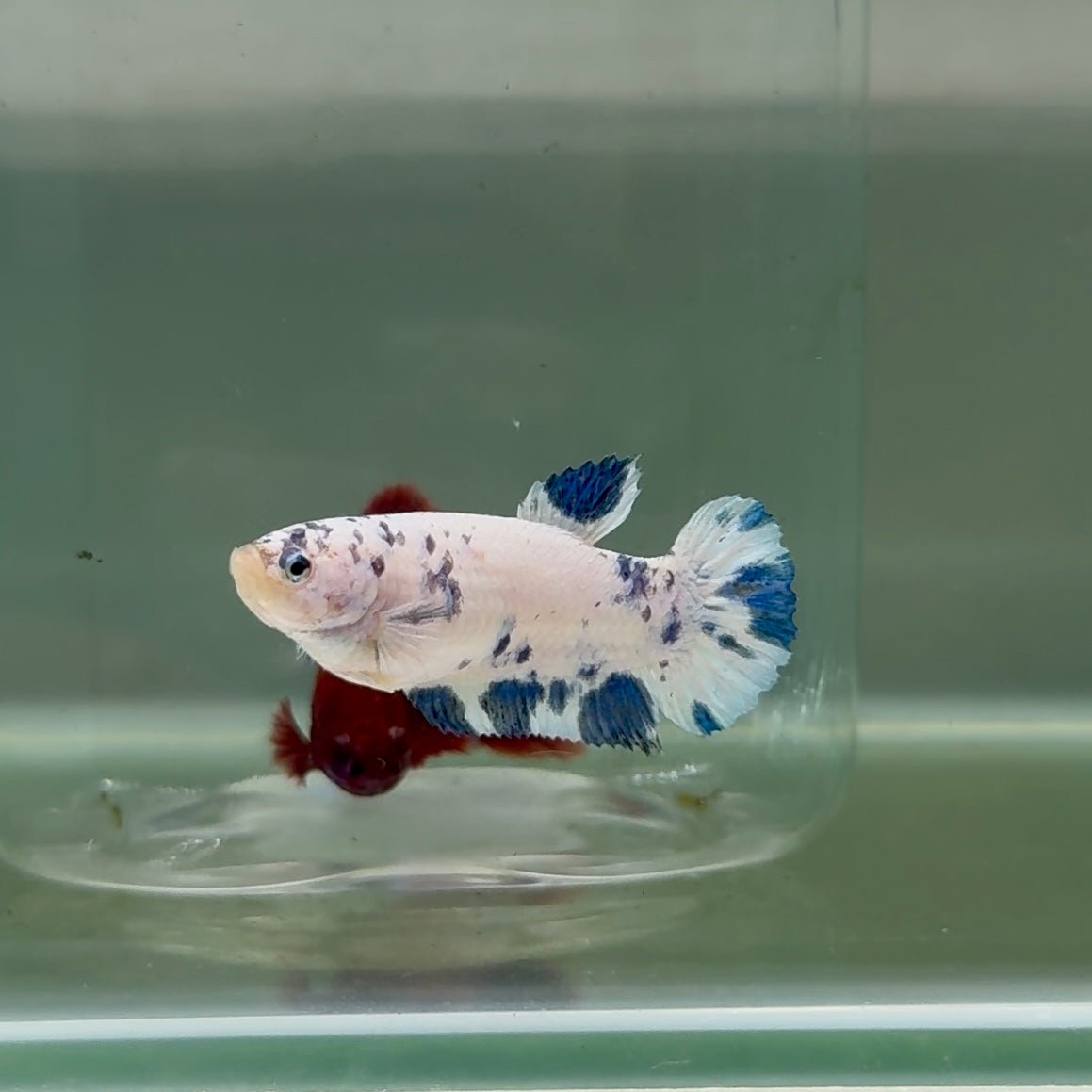 Plakat Marble Dot Female Betta M128