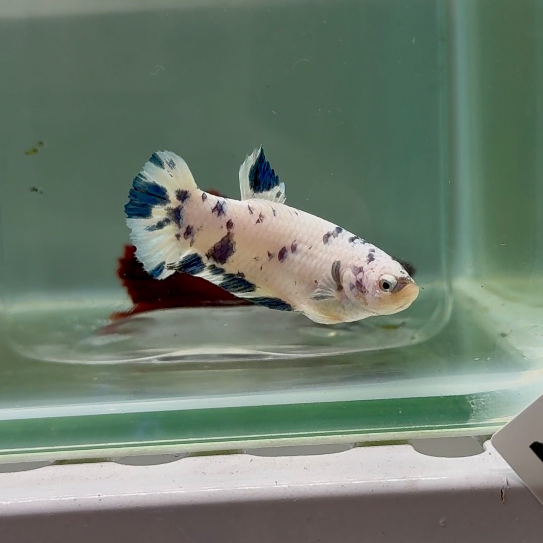 Plakat Marble Dot Female Betta M128