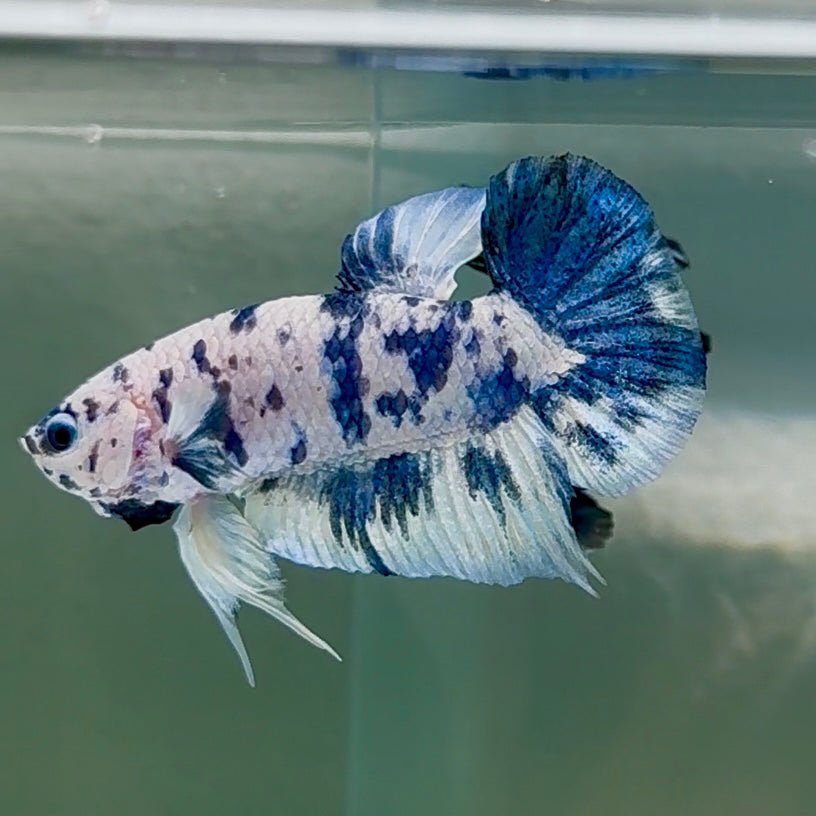 Plakat Marble Dot Male Betta Au44 Live Betta Fish Male betta