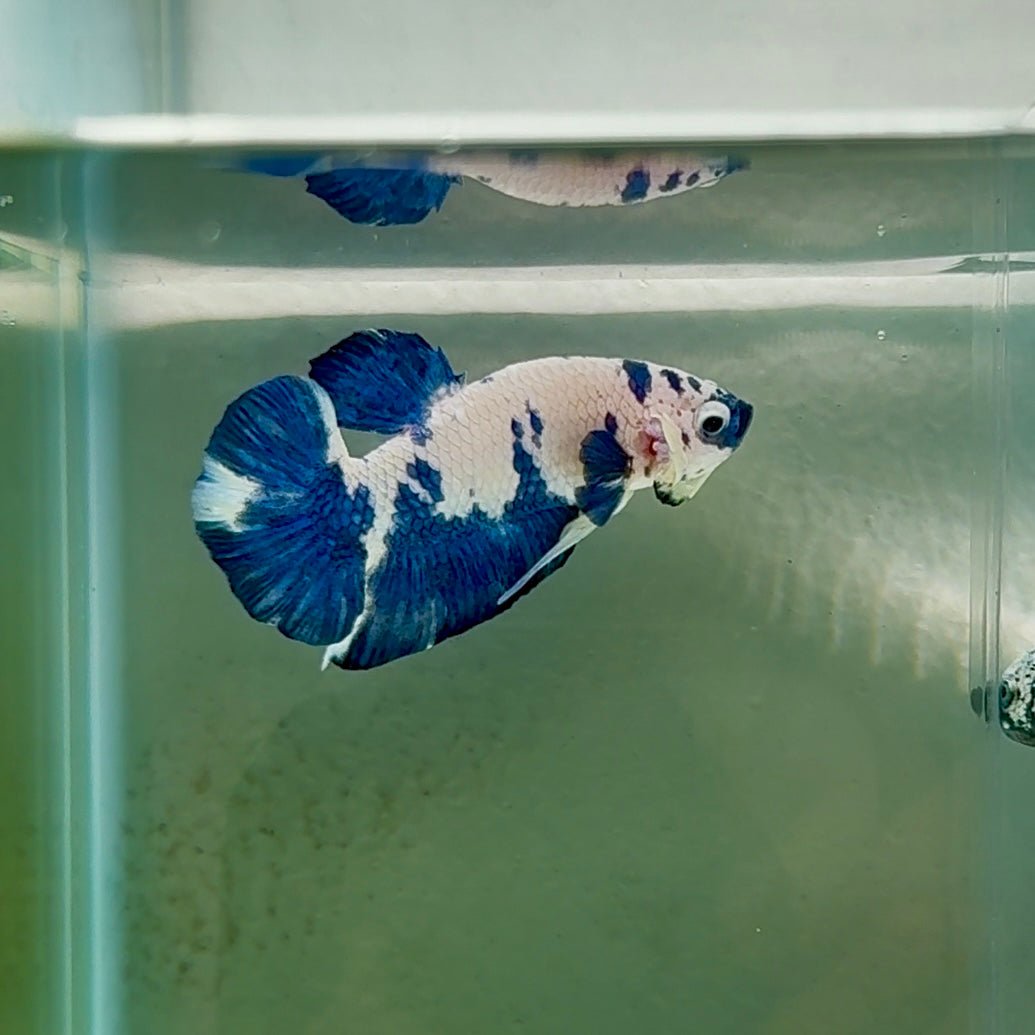 Plakat Marble Dot Male Betta #Au45