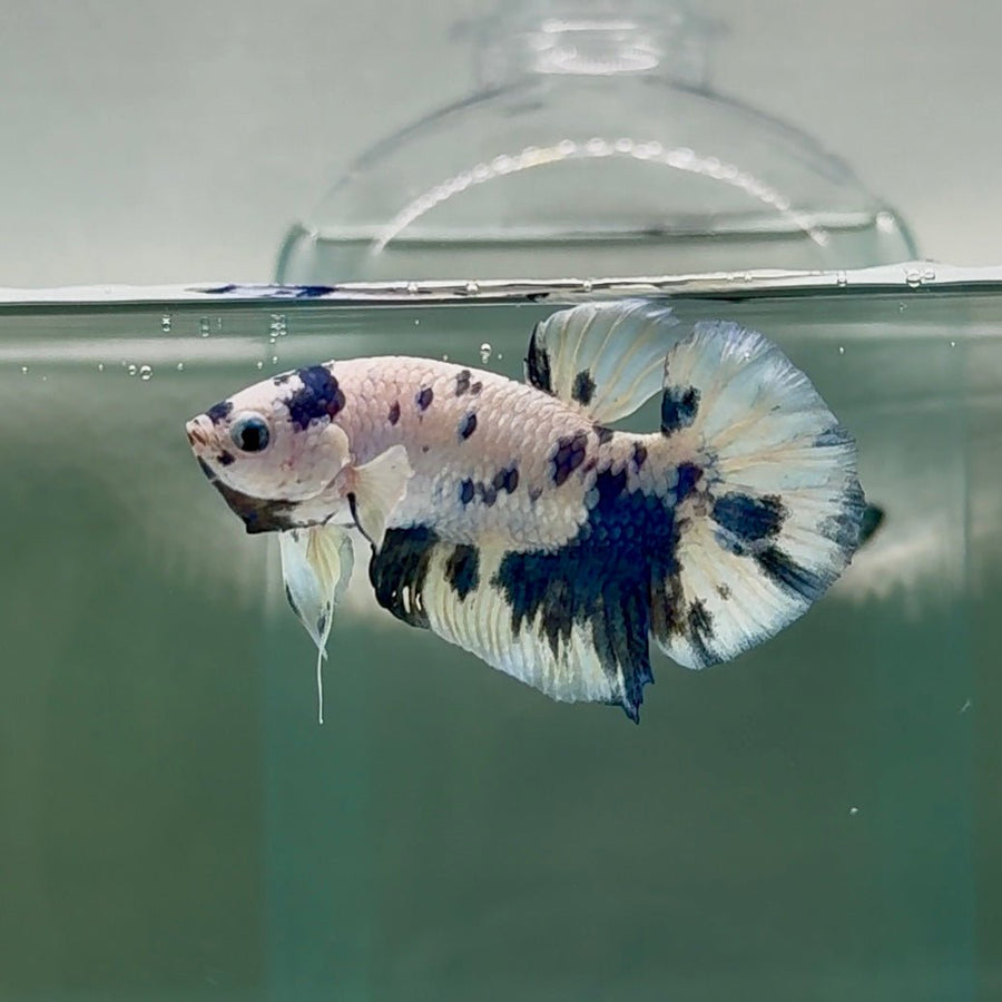 Plakat Marble Dot Male Betta Au46 Male betta