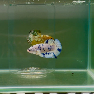 Plakat Marble Dot Male Betta F16