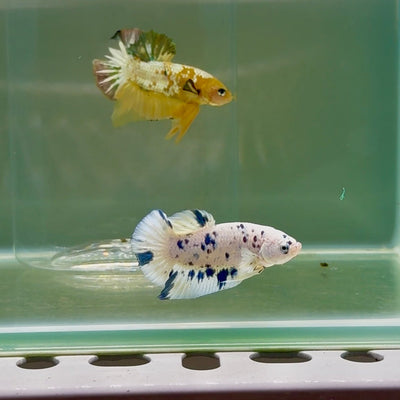 Plakat Marble Dot Male Betta F16