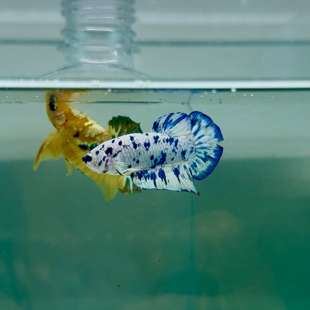 Plakat Marble Dot Male Betta F18