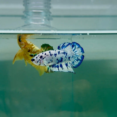 Plakat Marble Dot Male Betta F18