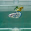 Plakat Marble Dot Male Betta F18