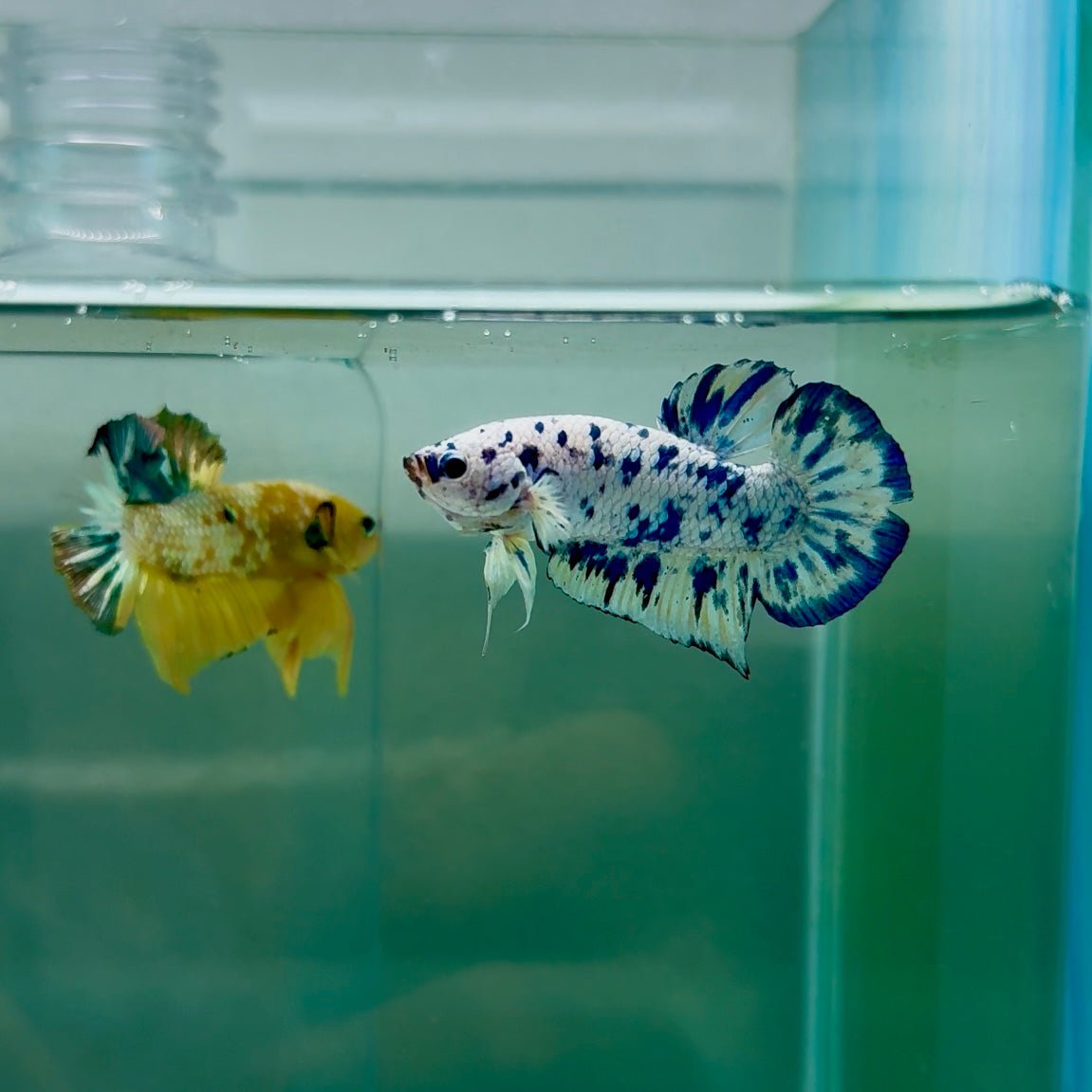 Plakat Marble Dot Male Betta F18