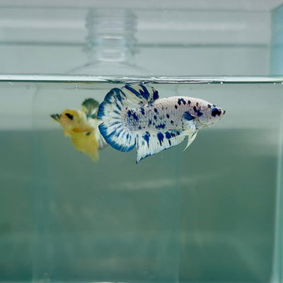 Plakat Marble Dot Male Betta F18