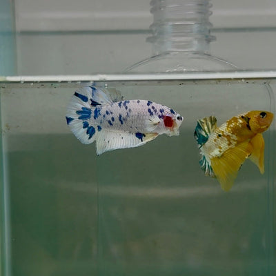 Plakat Marble Dot Male Betta F19