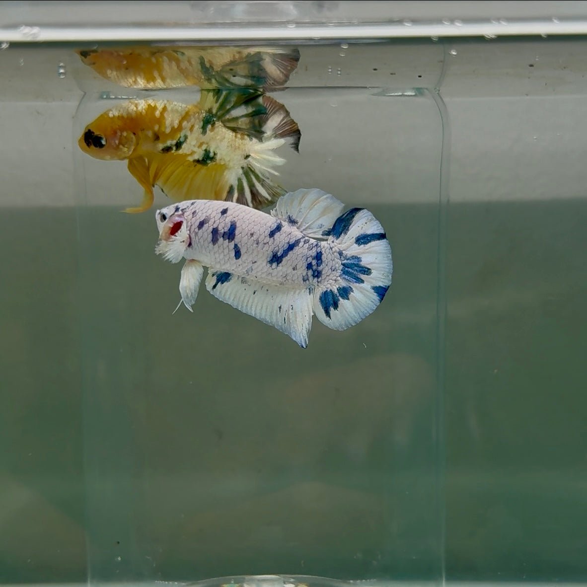 Plakat Marble Dot Male Betta F19