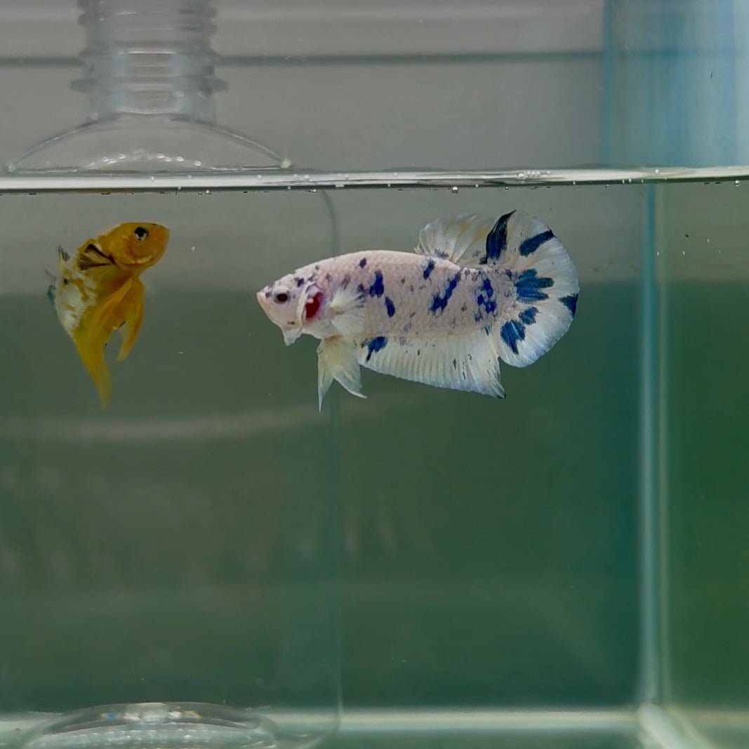 Plakat Marble Dot Male Betta F19