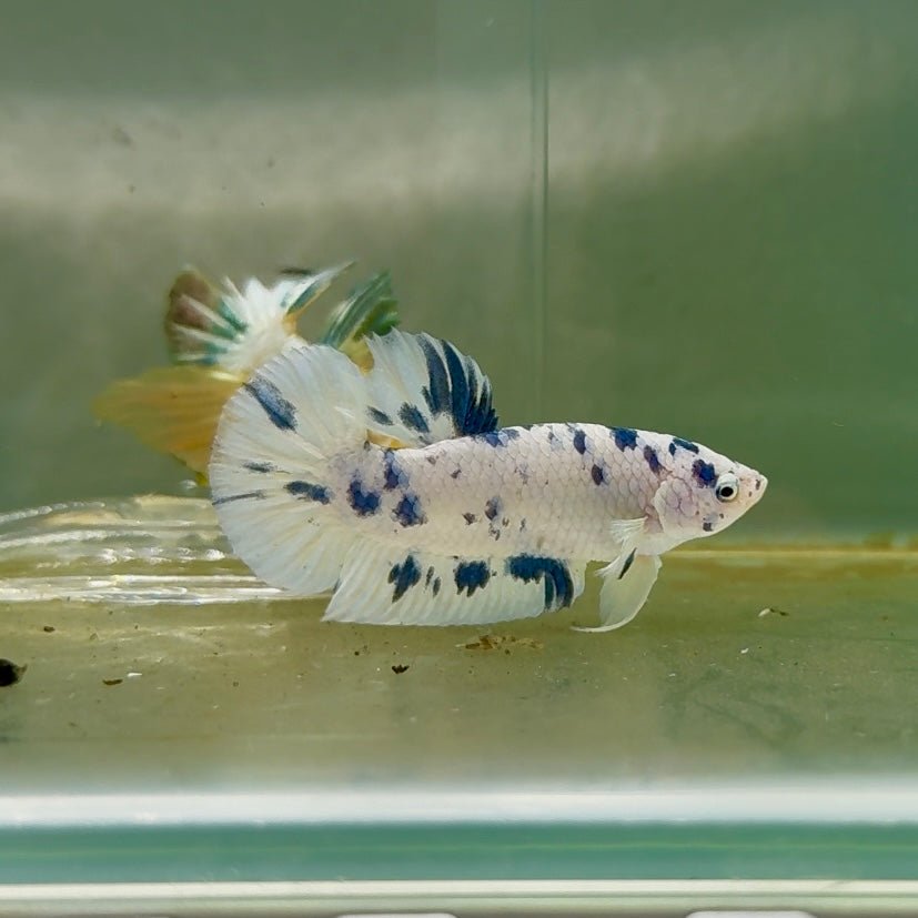 Plakat Marble Dot Male Betta F35