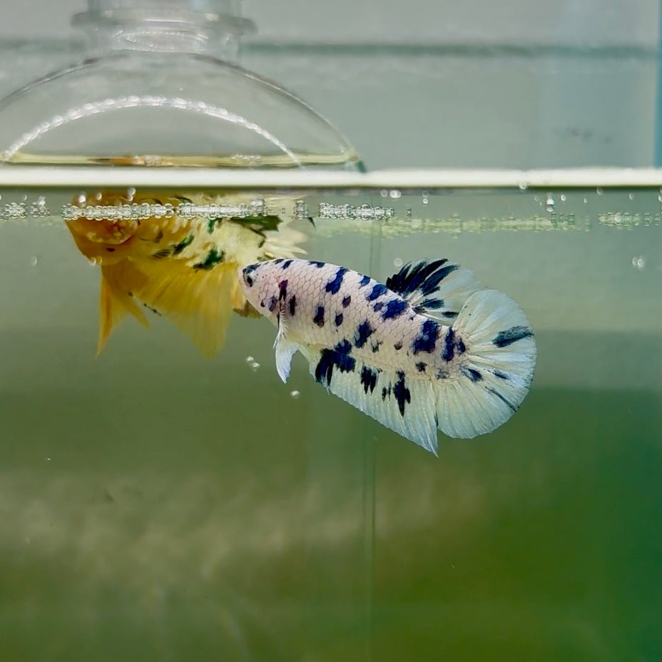 Plakat Marble Dot Male Betta F35