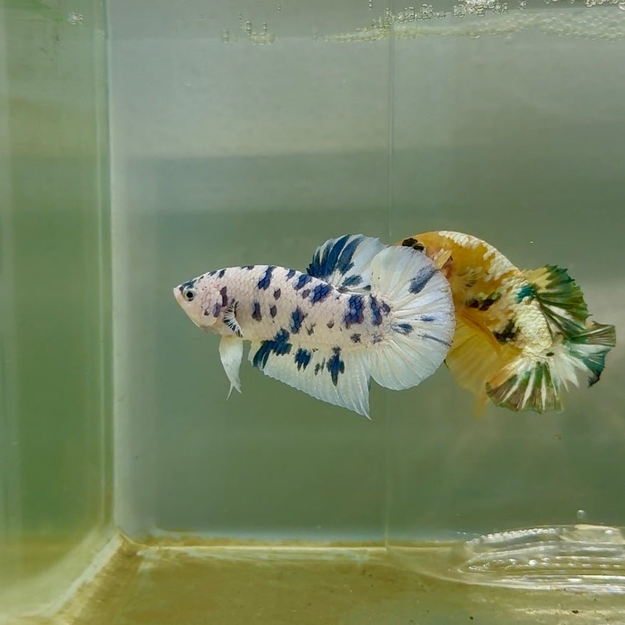 Plakat Marble Dot Male Betta F35