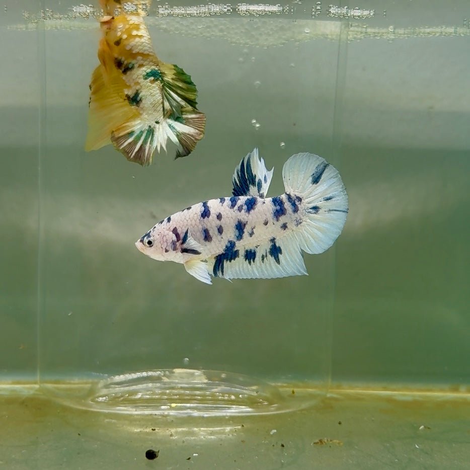 Plakat Marble Dot Male Betta F35