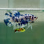 Plakat Marble Dot Male Betta Jul35 Live Betta Fish Male betta