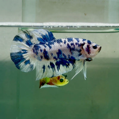 Plakat Marble Dot Male Betta Jul35 Live Betta Fish Male betta