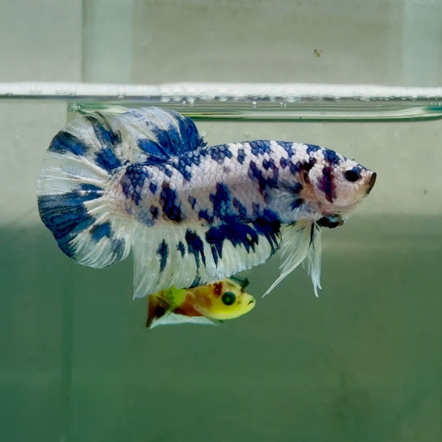 Plakat Marble Dot Male Betta Jul35 Live Betta Fish Male betta