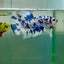 Plakat Marble Dot Male Betta Jul35 Live Betta Fish Male betta