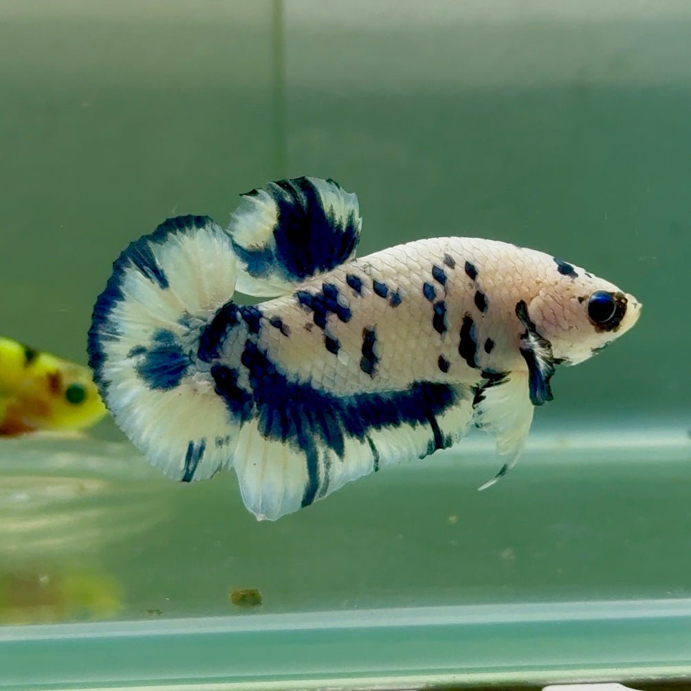 Plakat Marble Dot Male Betta #Jul37