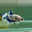 Plakat Marble Dot Male Betta Jul37 Live Betta Fish Male betta