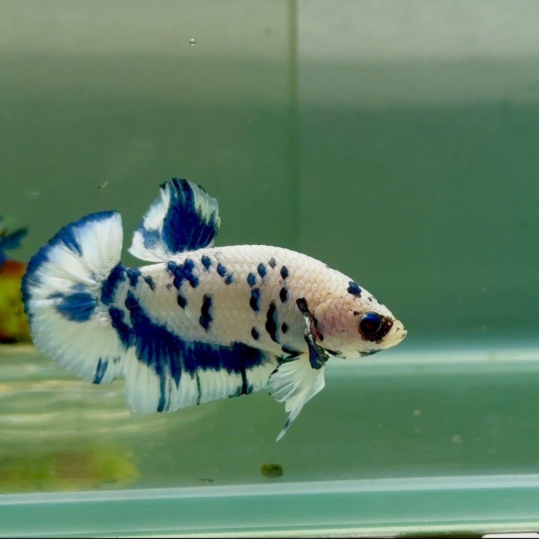 Plakat Marble Dot Male Betta #Jul37