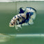 Plakat Marble Dot Male Betta Jul37 Live Betta Fish Male betta