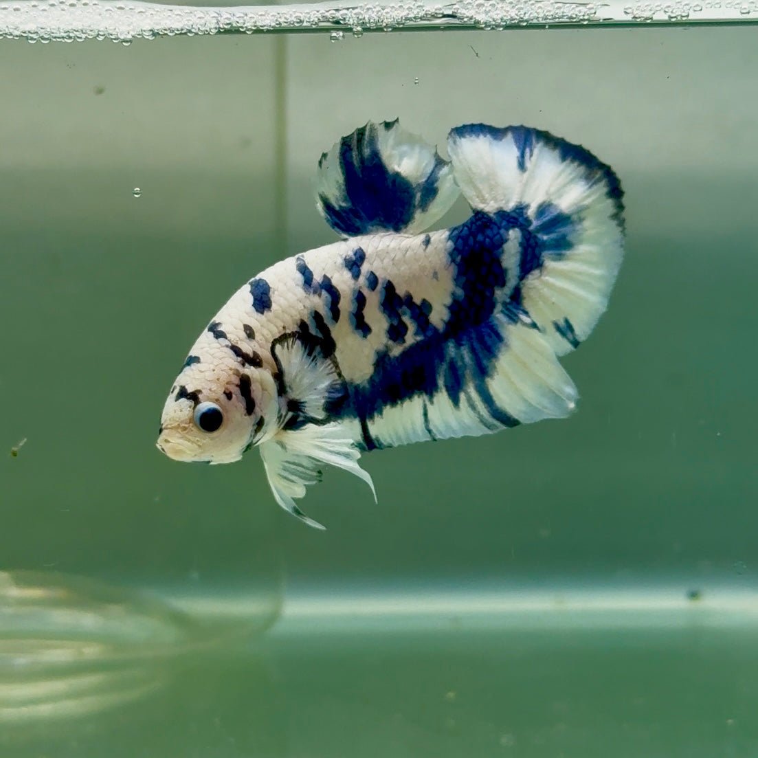 Plakat Marble Dot Male Betta #Jul37