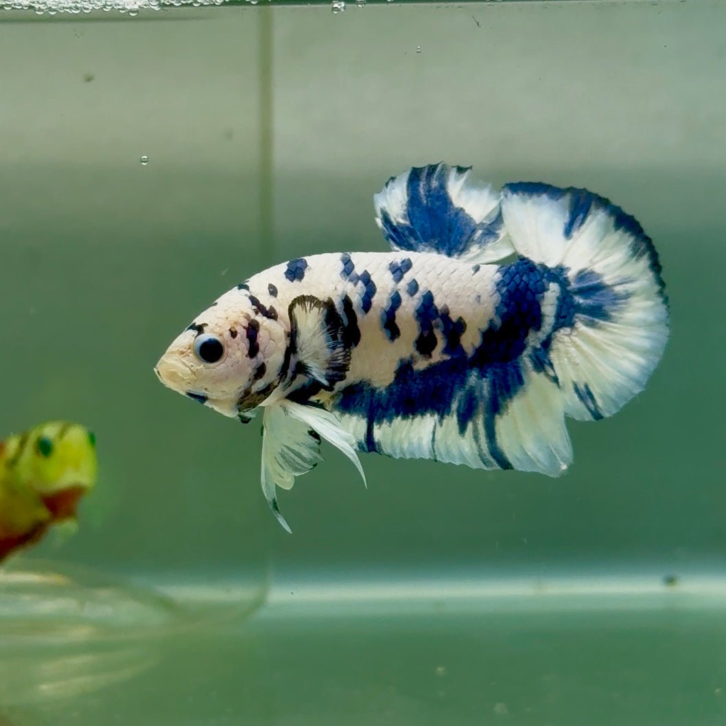 Plakat Marble Dot Male Betta #Jul37