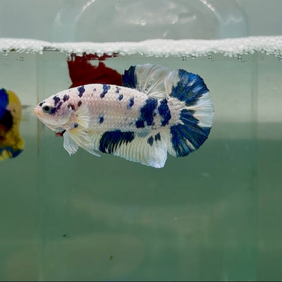 Plakat Marble Dot Male Betta M126