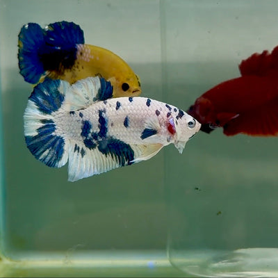Plakat Marble Dot Male Betta M126