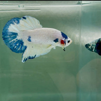 Plakat Marble Tancho Male Betta Au47 Male betta