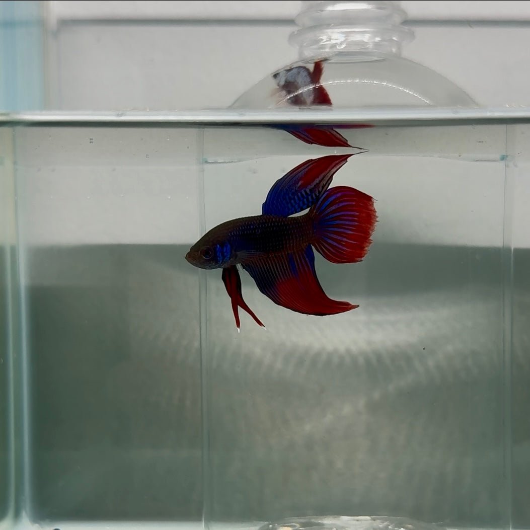 Plakat Mediumtail Blue Imbellis Male Betta N115