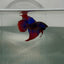 Plakat Mediumtail Blue Imbellis Male Betta N115