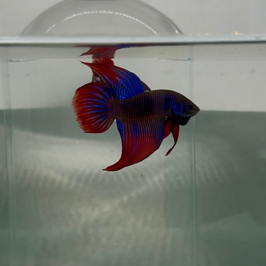 Plakat Mediumtail Blue Imbellis Male Betta N115