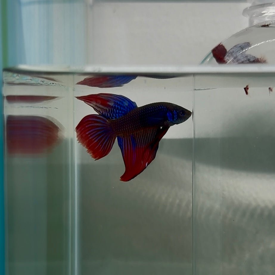 Plakat Mediumtail Blue Imbellis Male Betta N115