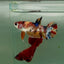 Plakat Metallic Multicolor Female Betta M134