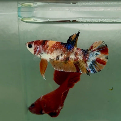 Plakat Metallic Multicolor Female Betta M134