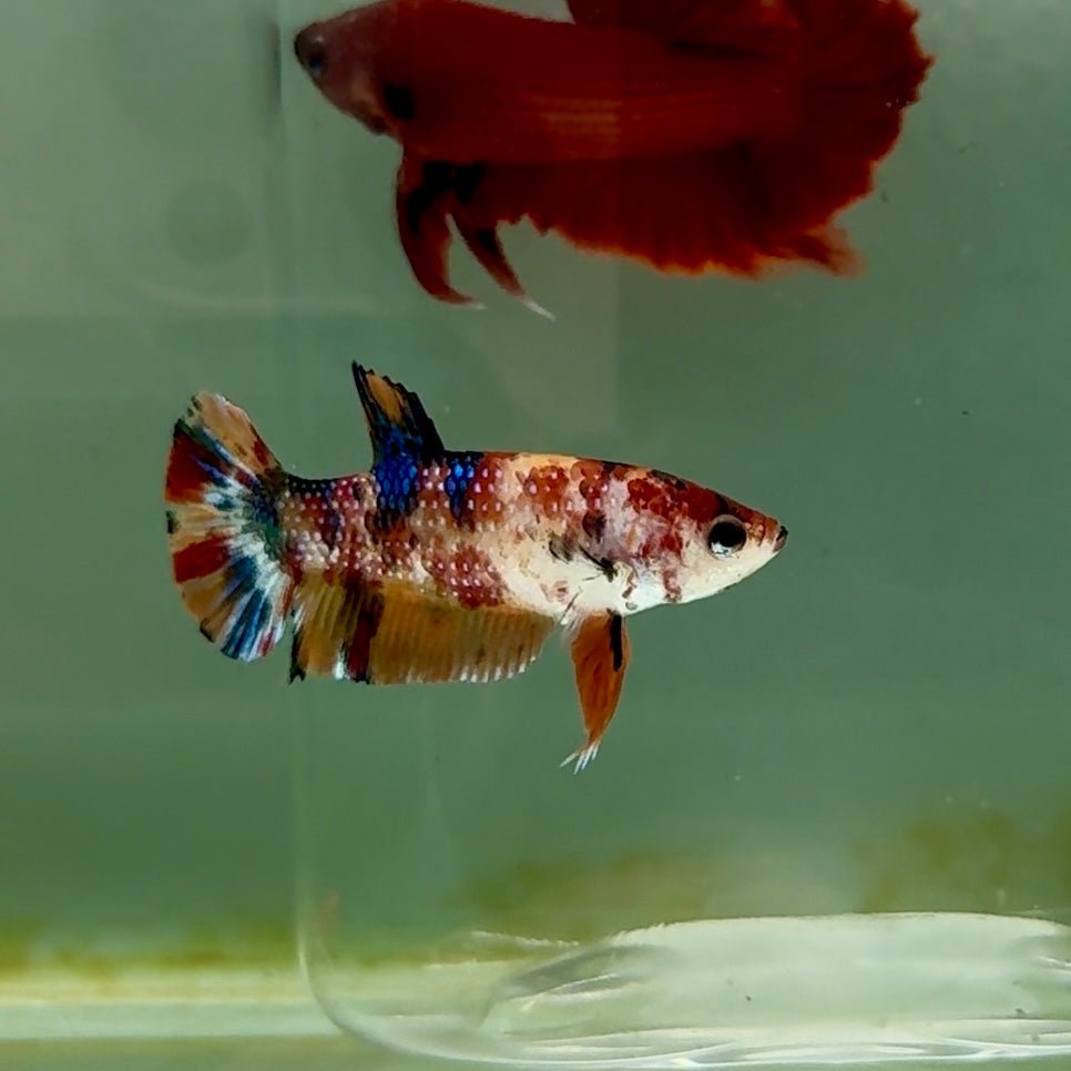 Plakat Metallic Multicolor Female Betta #M134