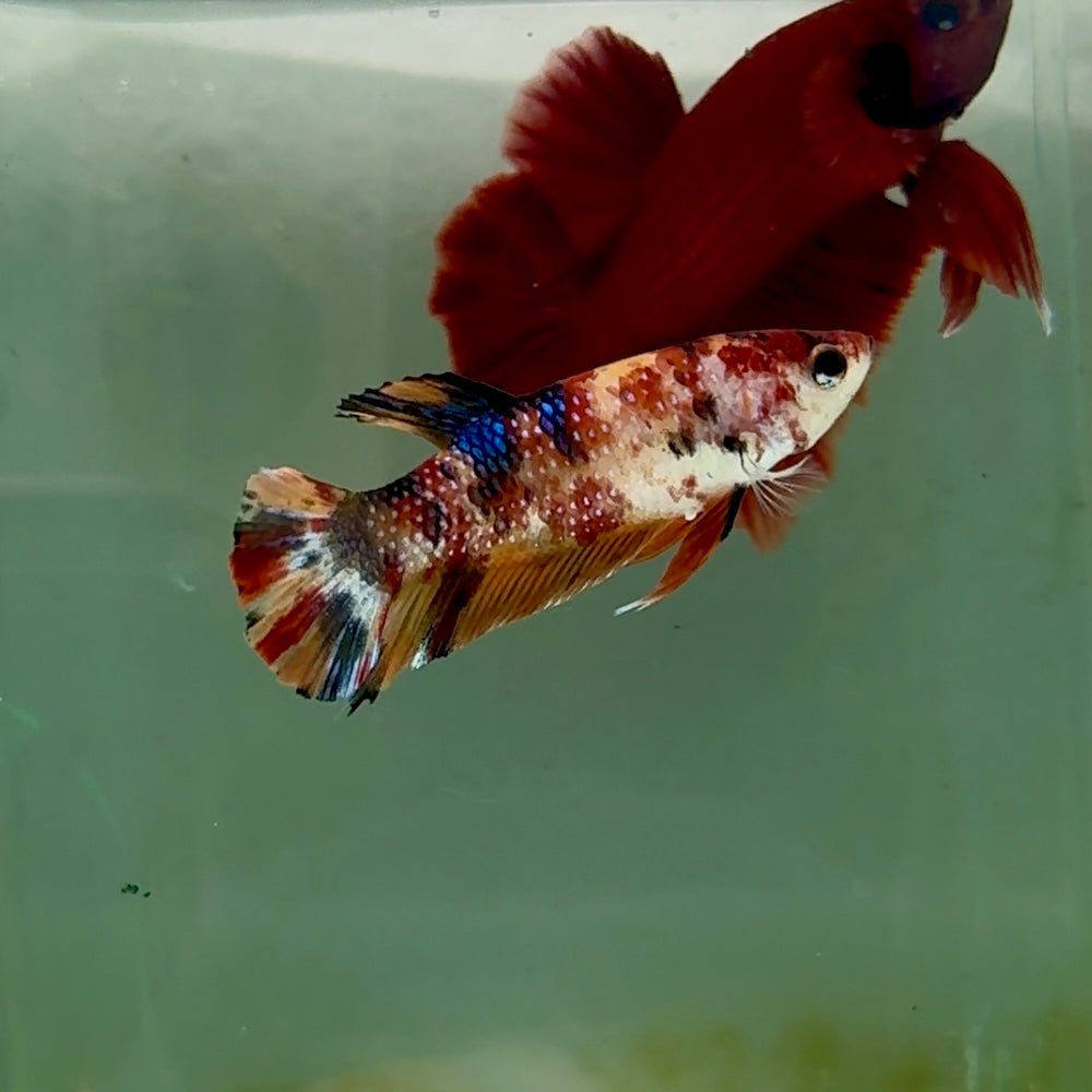 Plakat Metallic Multicolor Female Betta #M134