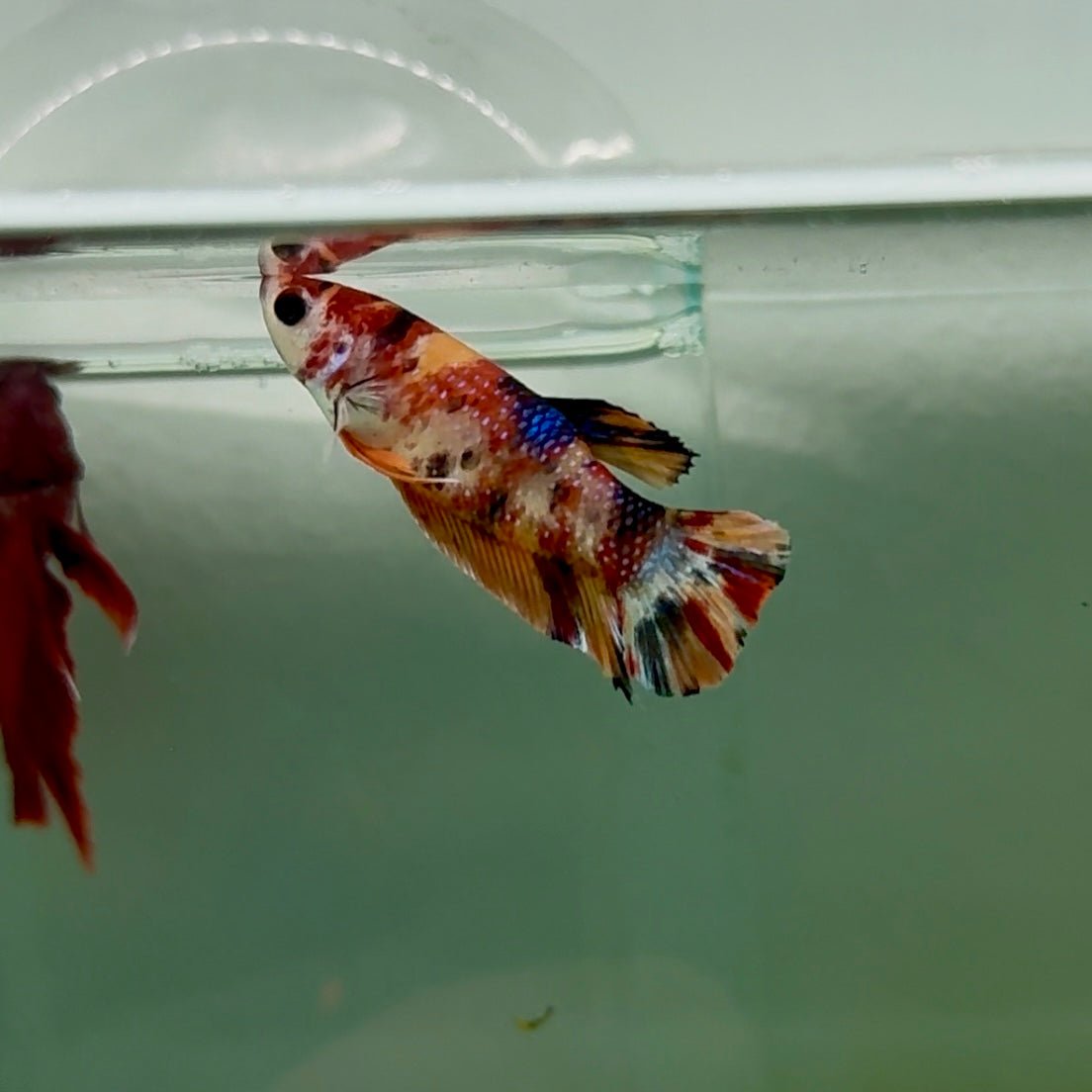 Plakat Metallic Multicolor Female Betta #M134