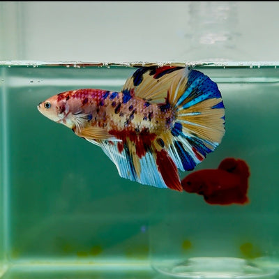 Plakat Metallic Multicolor Male Betta Giant M103