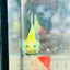 Plakat Metallic Pastel Neon Male Betta Jul42 Live Betta Fish Male betta