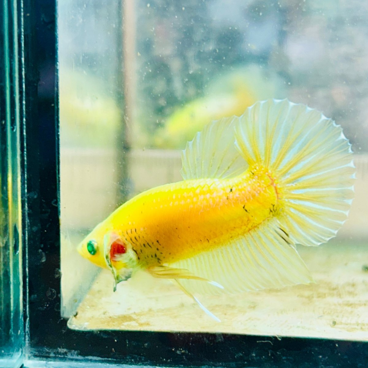 Plakat Metallic Pastel Neon Male Betta Jul42 Live Betta Fish Male betta